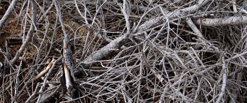 branches_cPixabay